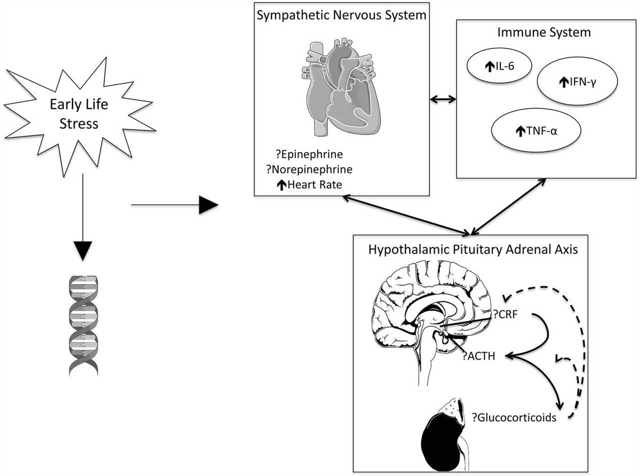 Role of the Autonomic Nervous System in Stress Susceptibility and Resilience