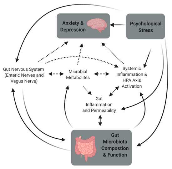 The Role of the Sympathetic Nervous System in Stress