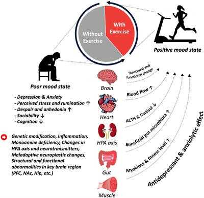 Research Findings: Exercise and the Brain
