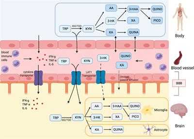 Kynurenine Metabolism and Its Role in Resilience to Stress-Induced Depression