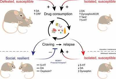 Review of the Separation of Susceptible Resilient Rats under Stress