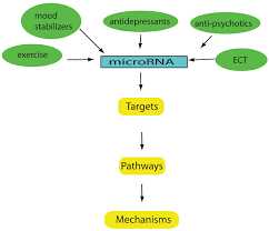 Micrornas as Biomarkers of Resilience or Vulnerability to Stress The Key to Understanding Mental Health