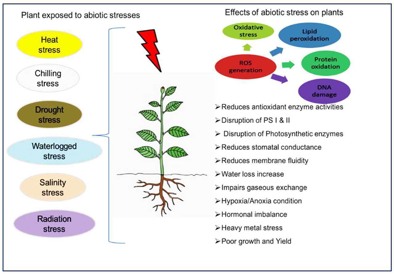 Genetic Approaches for Developing Stress-Resistant Plants