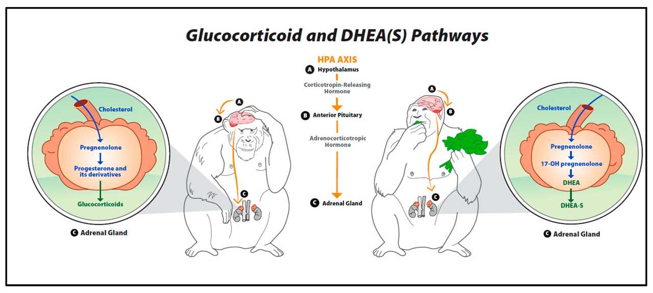 Understanding DHEA and its Role in Stress Management