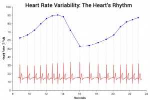 Understanding Heart Rate Variability