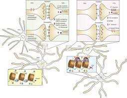 Neuroplasticity: The Brain's Ability to Adapt