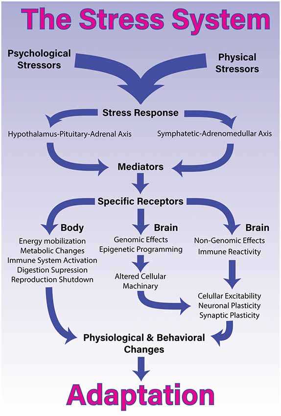 Genetic Factors and Resilience