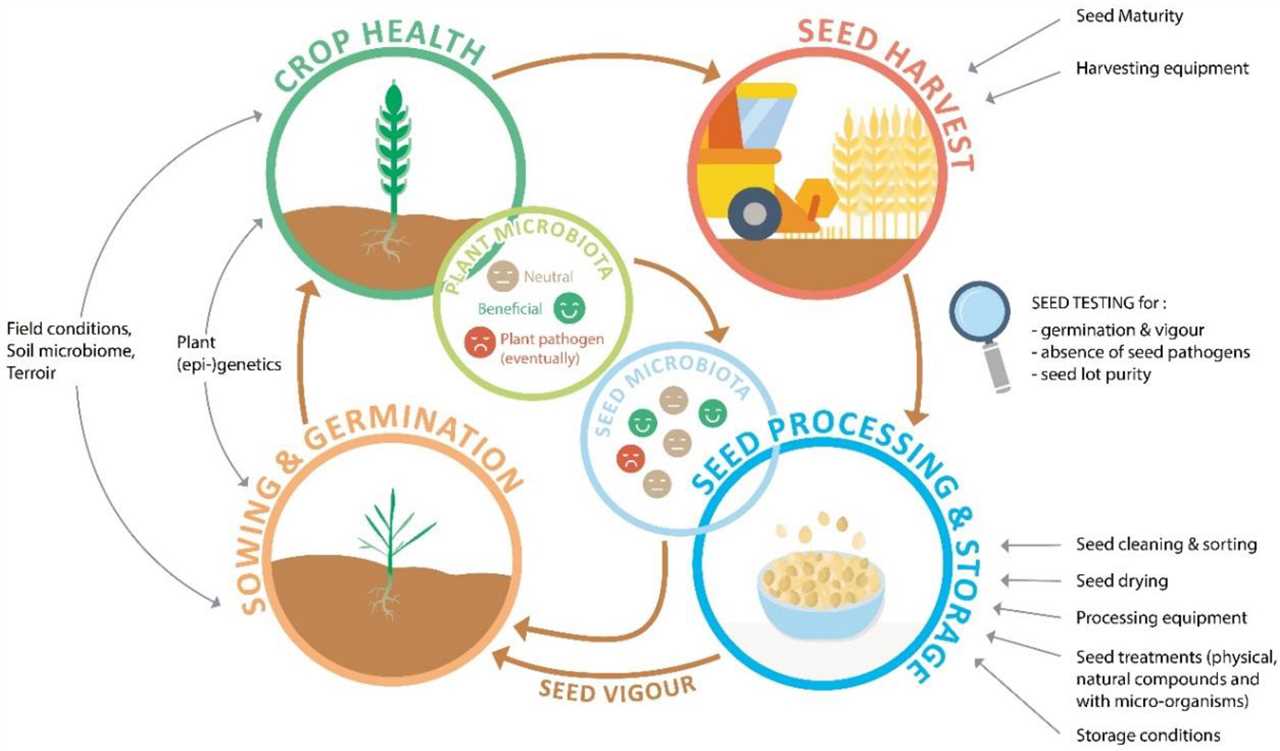 Understanding the Importance of Resilient Seed Systems