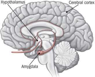 The Neurology of Stress and Resilience Brain’s Response to Pressure