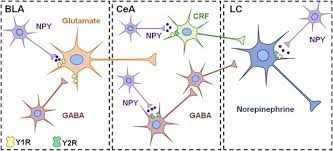 Role of Neuropeptide Y in Stress Resilience